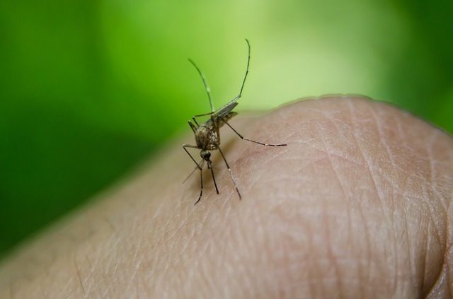 rimedi contro le zanzare