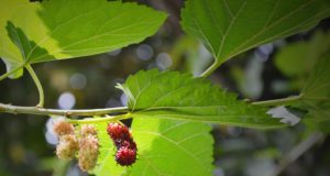 pianta che riequilibra gli ormoni