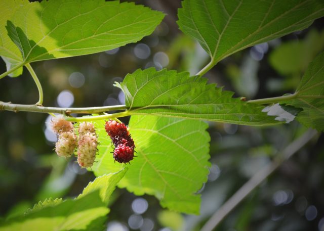 pianta che riequilibra gli ormoni