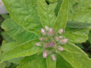 pianta che fa smettere di fumare