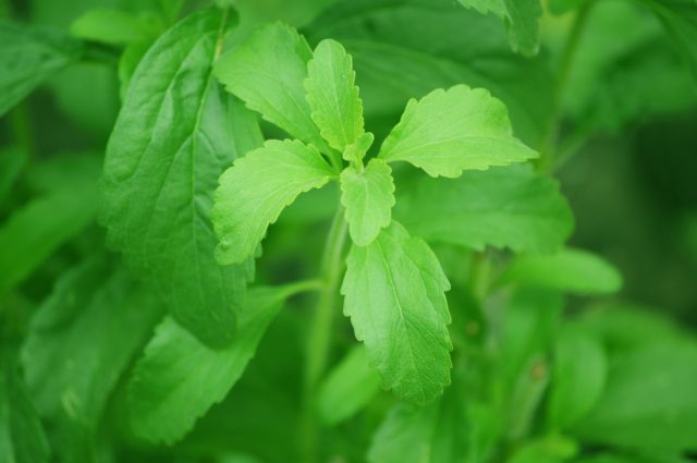 pianta che fa smettere di fumare