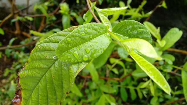 foglie di guava