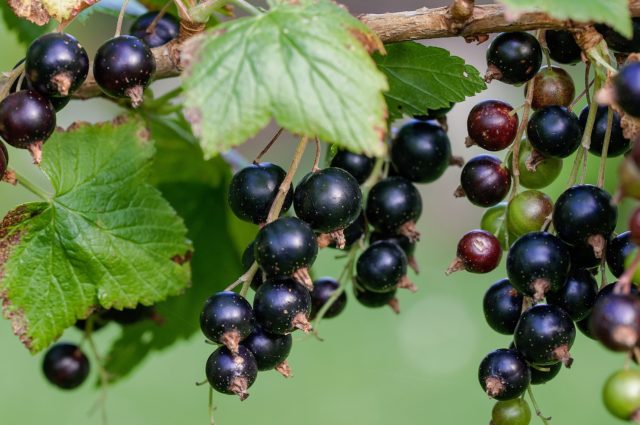 cortisone naturale