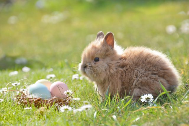 buona pasqua