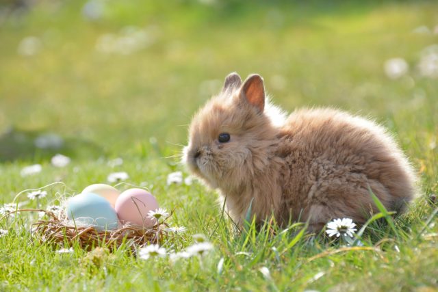 buona pasqua