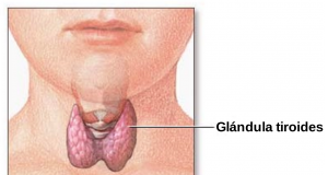 dieta per disintossicare la tiroide