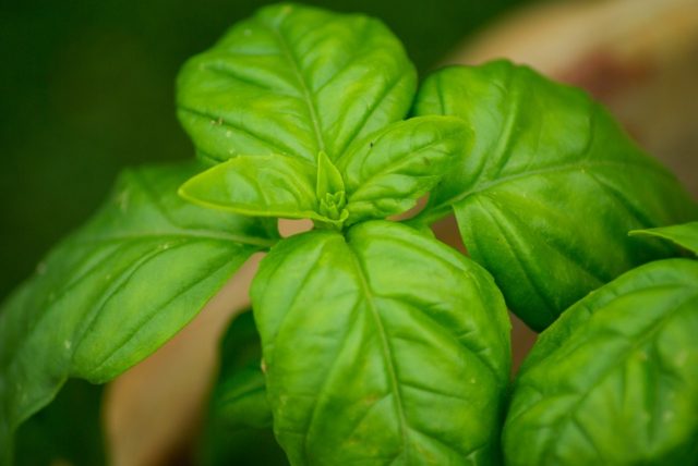 benefici del basilico