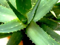 aloe vera