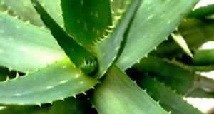 aloe vera