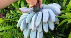 banana blu
