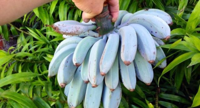 banana blu
