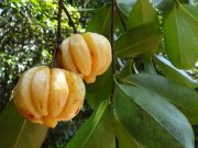 garcinia-cambogia