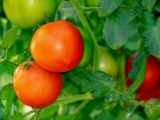 coltivare pomodori casa