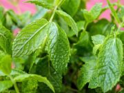 menta-bottiglia
