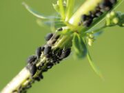 pesticida naturale