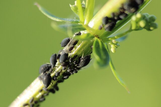 pesticida naturale