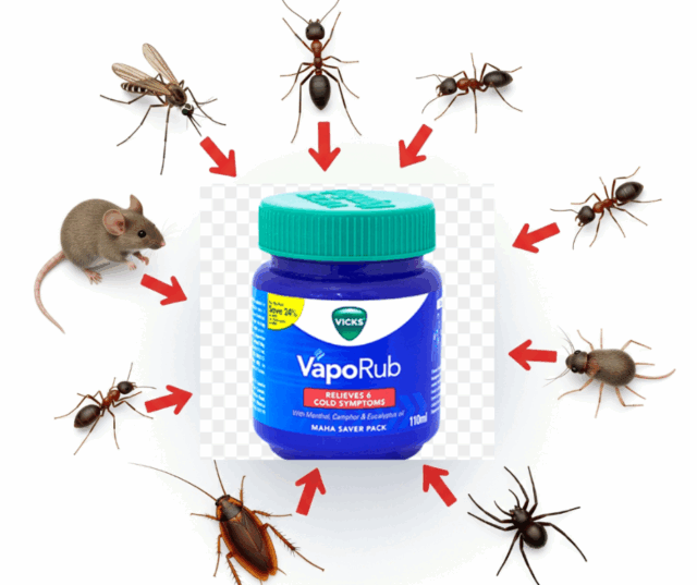 vicks vaporub eliminare parassiti
